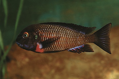 Tropheus sp. 'red' Kiku